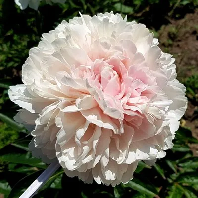 Пион КЛАСС АКТ травянистый  Пион КЛАСС АКТ травянистый в Москве