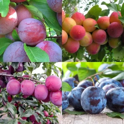 Комплект СЛИВОВЫЙ САД — описание сорта Комплект СЛИВОВЫЙ САД в Москве