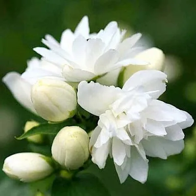 Жасмин ШНЕЕШТРУМ в Москве