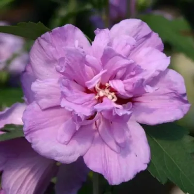 Гибискус АРДЕНС сирийский — описание сорта Гибискус АРДЕНС сирийский в Москве