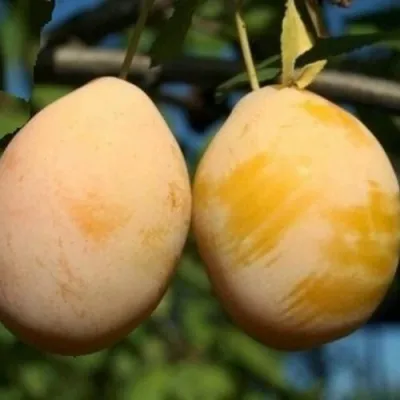 Слива ВАШИНГТОН — описание сорта Слива ВАШИНГТОН в Москве