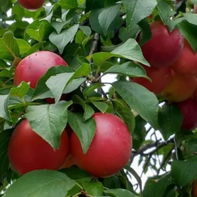 Плумкот БИРИКОККОЛО ГИГАНТЕ ДИ БУДРИО — описание сорта Плумкот БИРИКОККОЛО ГИГАНТЕ ДИ БУДРИО в Москве