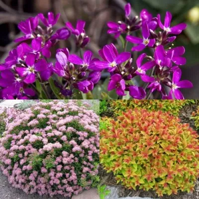 Комплект ЯПОНСКИЙ САД — описание сорта Комплект ЯПОНСКИЙ САД в Москве