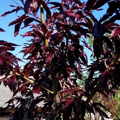 Персик БУРГУНДИ краснолистный  Персик БУРГУНДИ краснолистный в Москве