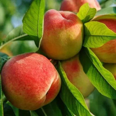 Персик ВАЙН ГОЛД Т3 — описание сорта Персик ВАЙН ГОЛД Т3 в Москве