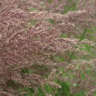 Вейник КАРЛ ФОРСТЕР остроцветковый — описание сорта Вейник КАРЛ ФОРСТЕР остроцветковый в Москве