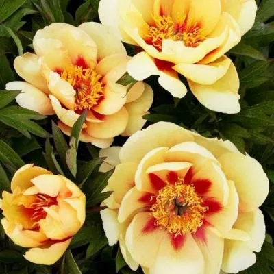 Пион БОРДЕР ЧАРМ ито-гибрид — описание сорта Пион БОРДЕР ЧАРМ ито-гибрид в Москве