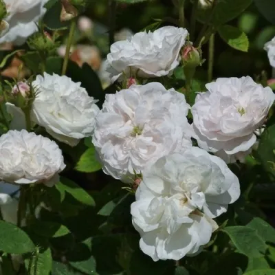 Саженцы роз ВИНЧЕСТЕР КАФЕДРАЛ английская в Москве