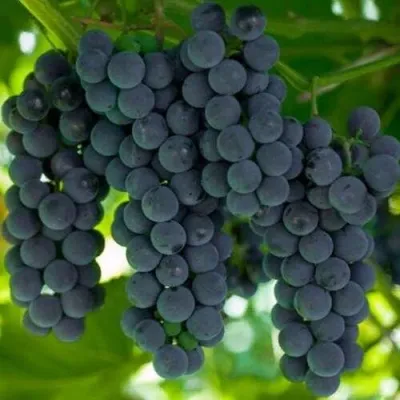 Виноград КЭМПБЕЛЛ ЭРЛИ — описание сорта Виноград КЭМПБЕЛЛ ЭРЛИ в Москве