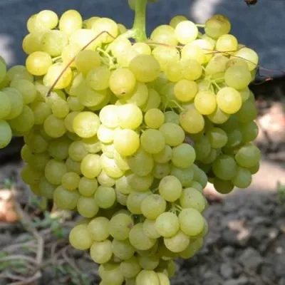 Виноград КИШМИШ МУСКАТНЫЙ — описание сорта Виноград КИШМИШ МУСКАТНЫЙ в Москве