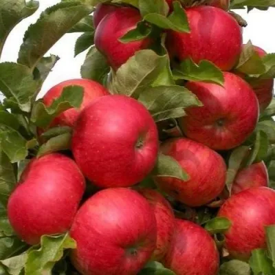 Яблоня ТРАЙДЕНТ колонновидная в Москве