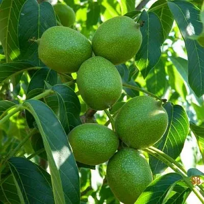 саженцы грецкого ореха саженцы грецкого ореха