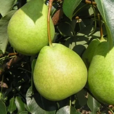 Груша ЛАГОДНАЯ — описание сорта Груша ЛАГОДНАЯ в Москве