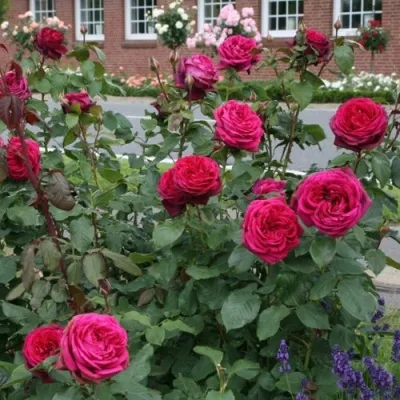 Саженцы роз ГРАФИНЯ ДИАНА чайно-гибридная в Москве