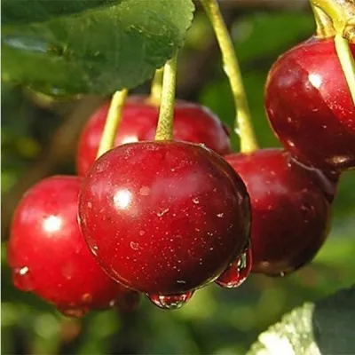 Дюк ПРЕВОСХОДНАЯ ВЕНЬЯМИНОВА — описание сорта Дюк ПРЕВОСХОДНАЯ ВЕНЬЯМИНОВА в Москве