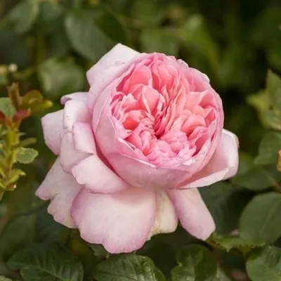 Саженцы роз МАУРИЦИЯ чайно-гибридная в Москве