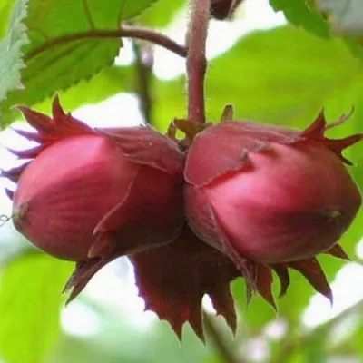 Фундук АЙВЕНГО — описание сорта Фундук АЙВЕНГО в Москве