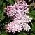Сирень МИЛОСЕРДИЕ в Москве