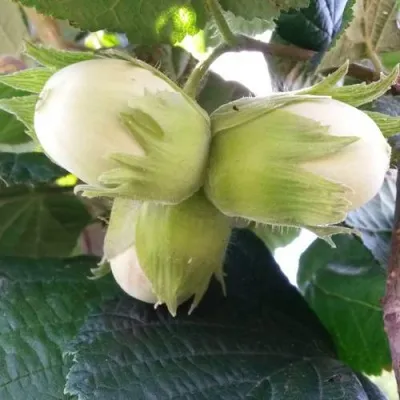 Фундук ЮННАТ — описание сорта Фундук ЮННАТ в Москве