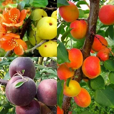 Комплект САД ДЛЯ ГУРМАНА в Москве