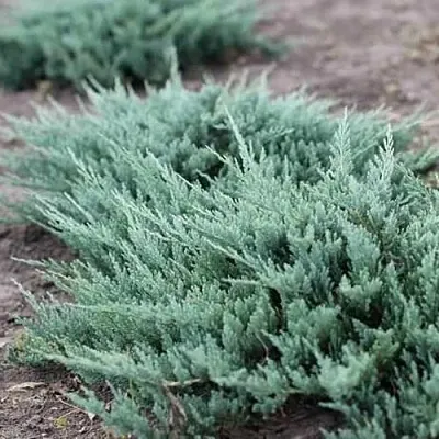 Можжевельник БЛЮ ЧИП горизонтальный  Можжевельник БЛЮ ЧИП горизонтальный в Москве