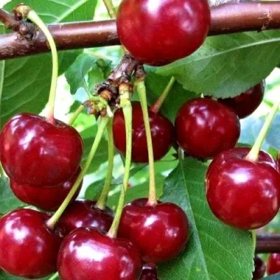 Дюк ШПАНКА ДОНЕЦКАЯ — описание сорта Дюк ШПАНКА ДОНЕЦКАЯ в Москве