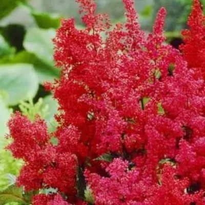 Астильба ЭТНА Арендса — описание сорта Астильба ЭТНА Арендса в Москве