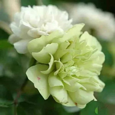 Саженцы роз ГРИН АЙС миниатюрная — описание сорта Саженцы роз ГРИН АЙС миниатюрная в Москве