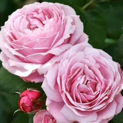 Саженцы роз ДИТЕР МЮЛЛЕР шраб — описание сорта Саженцы роз ДИТЕР МЮЛЛЕР шраб в Москве