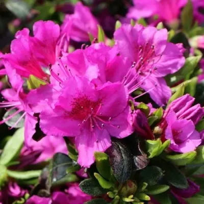 Азалия КЕНИГШТАЙН японская — описание сорта Азалия КЕНИГШТАЙН японская в Москве