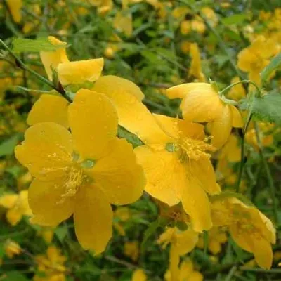 Керрия японская ГОЛДЕН ГИНЕЯ — описание сорта Керрия японская ГОЛДЕН ГИНЕЯ в Москве