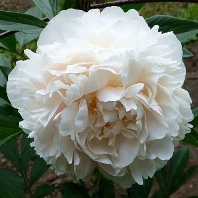 Пион СОЛАНЖ травянистый  Пион СОЛАНЖ травянистый в Москве