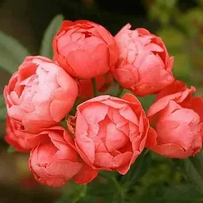 Саженцы роз ОРАНЖ МОРСДАГ полиантовая  Саженцы роз ОРАНЖ МОРСДАГ полиантовая в Москве