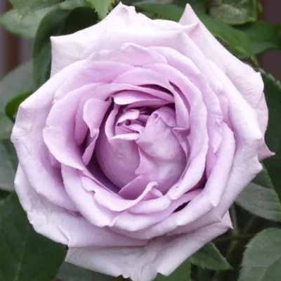 Саженцы роз ИНДИГОЛЕТТА плетистая — описание сорта Саженцы роз ИНДИГОЛЕТТА плетистая в Москве