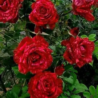Саженцы роз РЕД ИНТУИШН чайно-гибридная — описание сорта Саженцы роз РЕД ИНТУИШН чайно-гибридная в Москве
