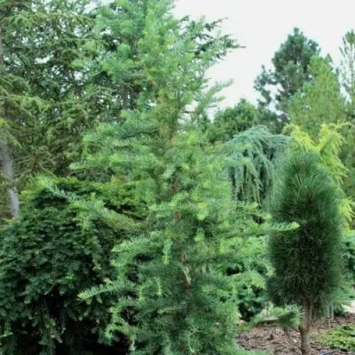 Лиственница КЕМПФЕРА — описание сорта Лиственница КЕМПФЕРА в Москве