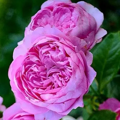 Саженцы роз ШАНТАЛЬ МЕРЬЕ шраб — описание сорта Саженцы роз ШАНТАЛЬ МЕРЬЕ шраб в Москве