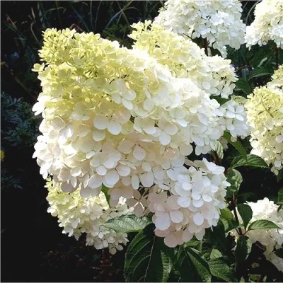 Гортензия ДИАМАНТИНО метельчатая в Москве