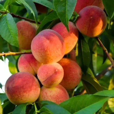 Персик ЗОЛОТОЙ ЮБИЛЕЙ в Москве