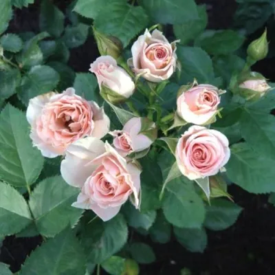 Саженцы роз ЯНА спрей — описание сорта Саженцы роз ЯНА спрей в Москве