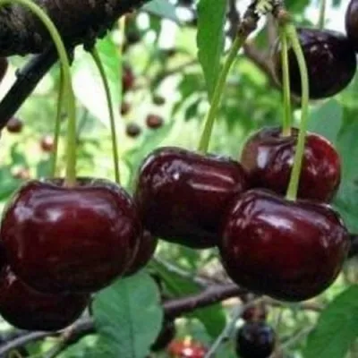 Дюк ЧУДО-ВИШНЯ — описание сорта Дюк ЧУДО-ВИШНЯ в Москве