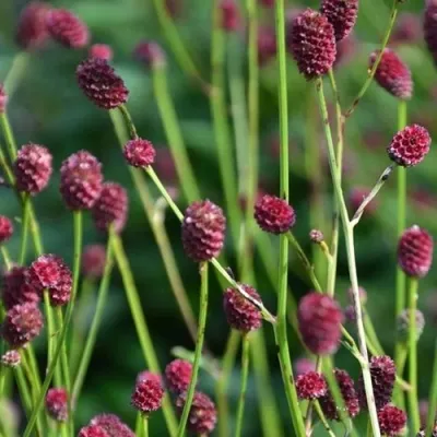 Кровохлебка ЧОКОЛАТ ТИП — описание сорта Кровохлебка ЧОКОЛАТ ТИП в Москве