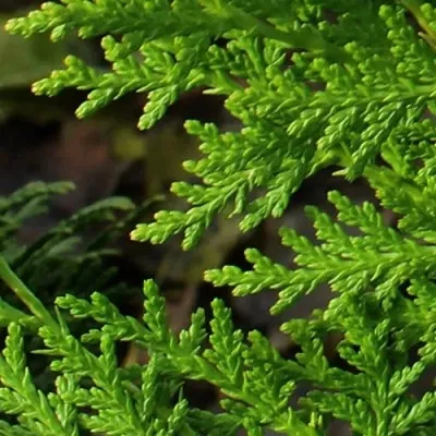 Туя восточная в Москве