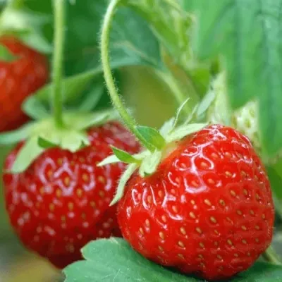 Клубника КОРОНА — описание сорта Клубника КОРОНА в Москве