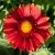 Гайлардия АРИЗОНА РЕД ШЕЙДС — описание сорта Гайлардия АРИЗОНА РЕД ШЕЙДС в Москве