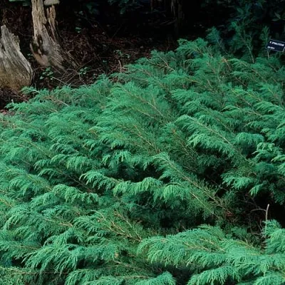 Микробиота в Москве