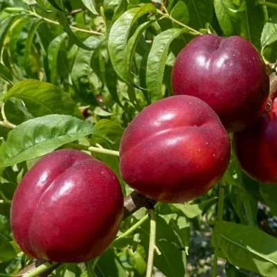 Нектарин БИГ-ТОП — описание сорта Нектарин БИГ-ТОП в Москве