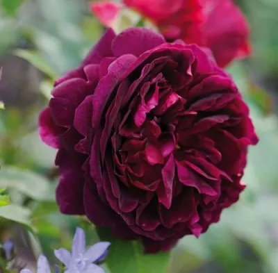 Саженцы роз МАНСТЕД ВУД английская в Москве