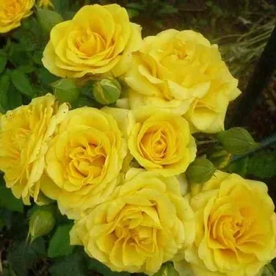 Саженцы роз ЕЛЛОУ БЭЙБИ спрей — описание сорта Саженцы роз ЕЛЛОУ БЭЙБИ спрей в Москве