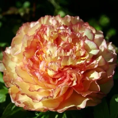 Пион ЗОЛОТАЯ РОССЫПЬ древовидный — описание сорта Пион ЗОЛОТАЯ РОССЫПЬ древовидный в Москве